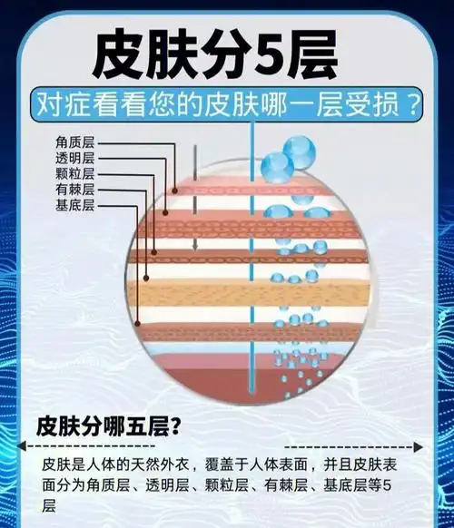 皮肤的结构分为哪几层你知道吗63