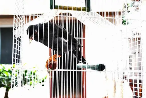 渴望自由笼中鸟