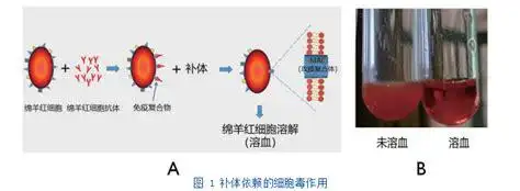 《医学免疫学》"补体依赖的细胞毒作用"实验课程设计与实施论文