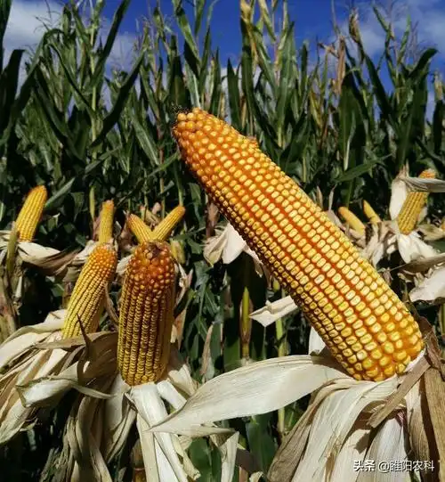 这几个超高产玉米新品种,适应性广,我国80%以上地区都能种植