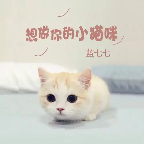 蓝七七 - 想做你的小猫咪