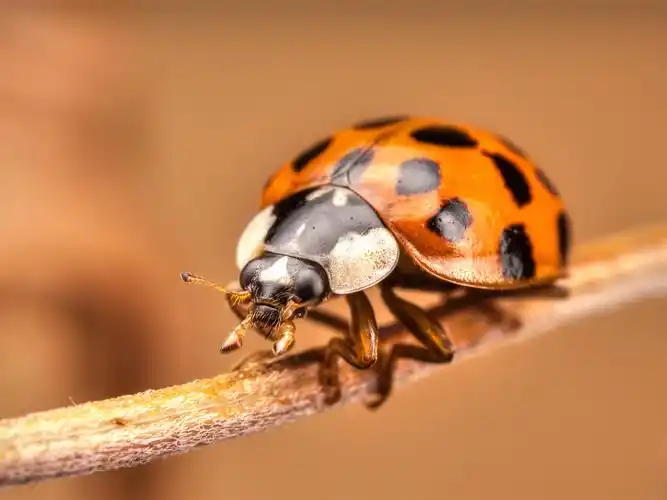 瓢虫特写镜头,昆虫摄影 壁纸 - 1600x1200