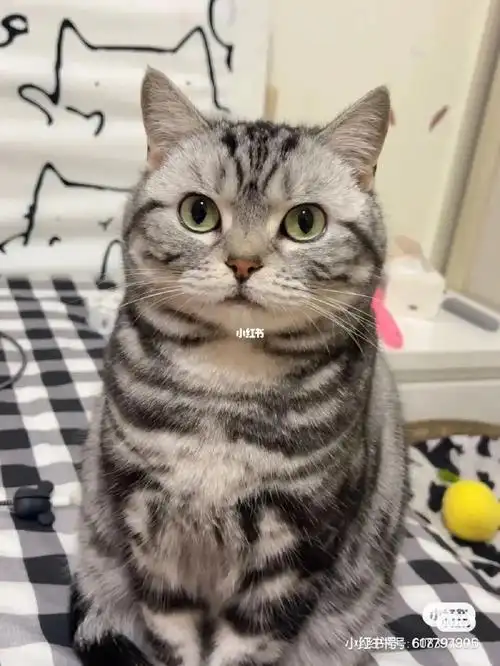 求购一只美短虎斑,有的私聊#美短虎斑  #深圳