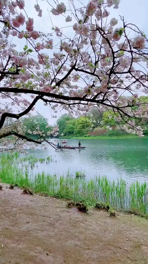 "青山绿水美景如画"浪漫樱花季乌龟潭樱花"西湖美景三月天