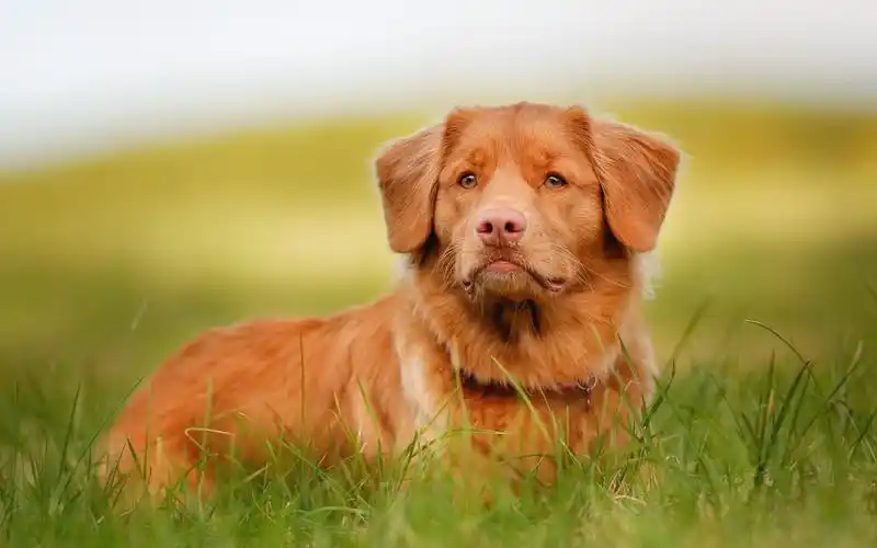 草地上可爱汪星人高清图片桌面壁纸