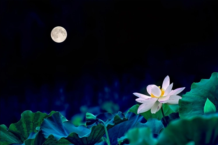 形容女子安静优雅的句子形容女生可静可动的句子分享