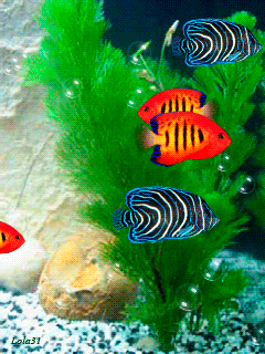 240_320竖版 竖屏gif 动态图 动图