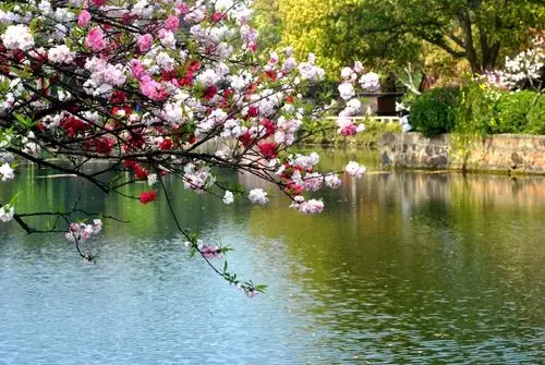 江南桃花,醉美蠡园.