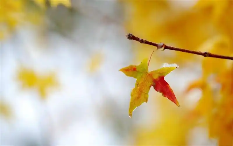 初冬美景银杏树叶高清桌面壁纸图片下载