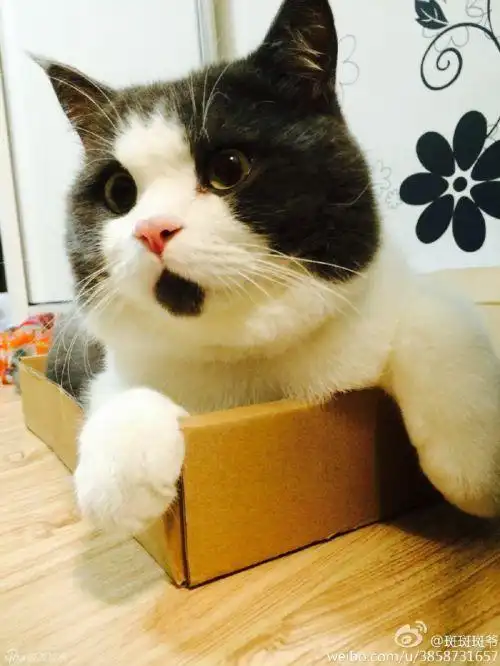 "惊讶猫"斑爷走红!肉脸激萌惊呆状神似王诗龄