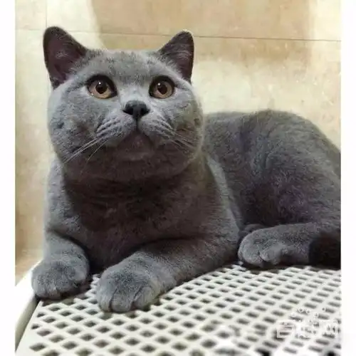 英短纯种活体蓝猫渐层折耳猫幼崽家养小奶猫蓝猫活