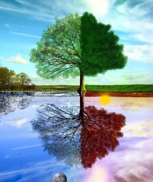 一棵树的春夏秋冬——这是摄影师用四张照片拼接而成的.