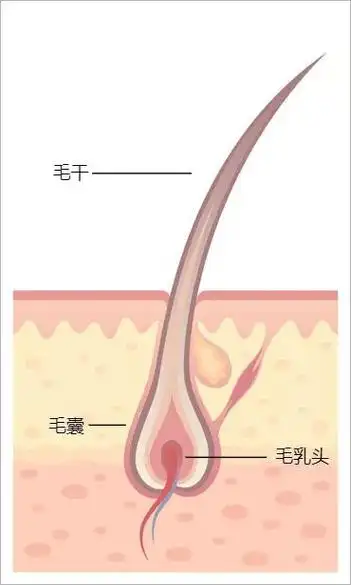 一根头发的生命周期可分为生长期,退行期和休止期,当这根头发从毛囊
