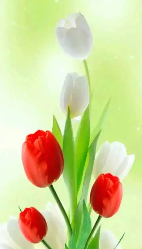 1080_1887竖版 竖屏