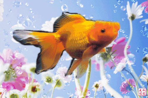 梦游仙境的金鱼