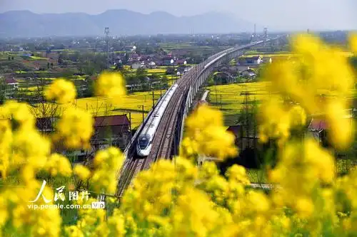 陕西汉中:高铁列车穿行花海中