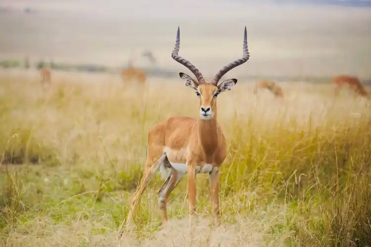 非洲草原上最精灵的生命