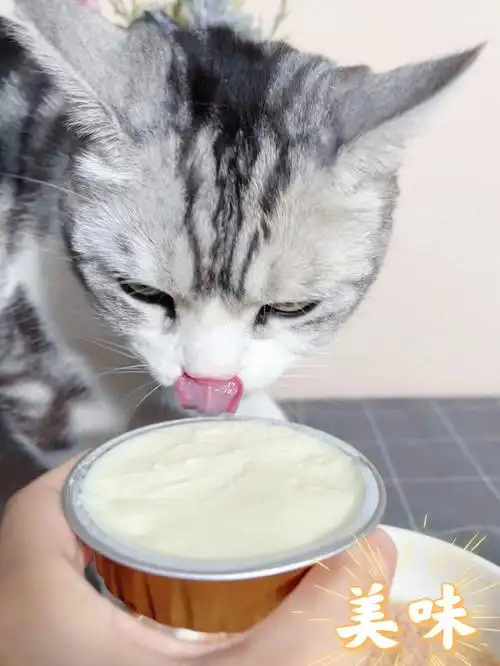超棒小猫咪也有奶酪吃了