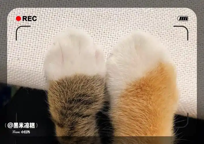 弟弟的脚脚比哥哥大辣么多71