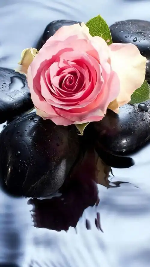 玫瑰花,浪漫壁纸,唯美意境,玫瑰花,浪漫,唯美,花朵,花瓣,手机壁纸浪漫