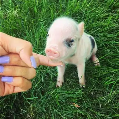 猪的照片图片可爱头像好看的猪的图片可爱头像高清