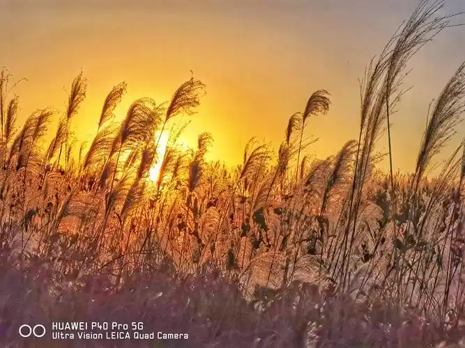 芦花花絮满天飞