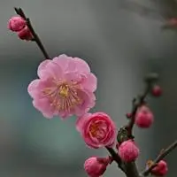 美丽的红梅花头像图片_微信头像图片大全