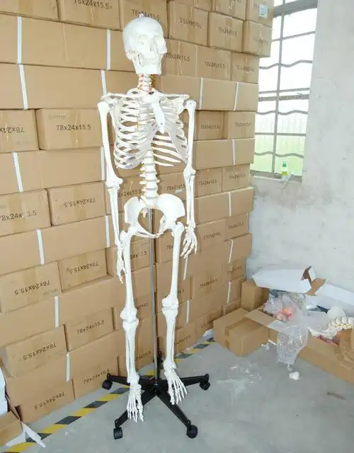 170cm人体女性骨骼女人骨架女骷髅骨骸影视道具瑜伽摆设静物绘画
