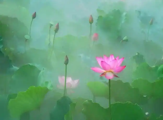 一仝摄影仙境荷花美如画原创