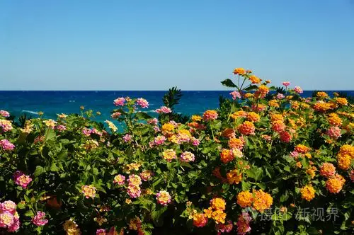 蓝色大海背景上的明亮的橙色花朵