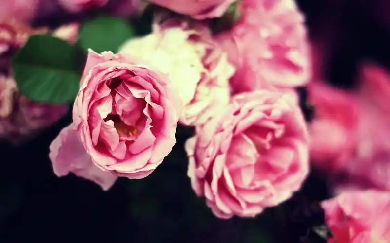 android安卓小清新 鸟语花香 花卉高清手机壁纸免费下载,安心市场-用