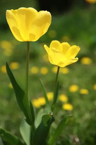 微距花朵---超凡脱俗之美!