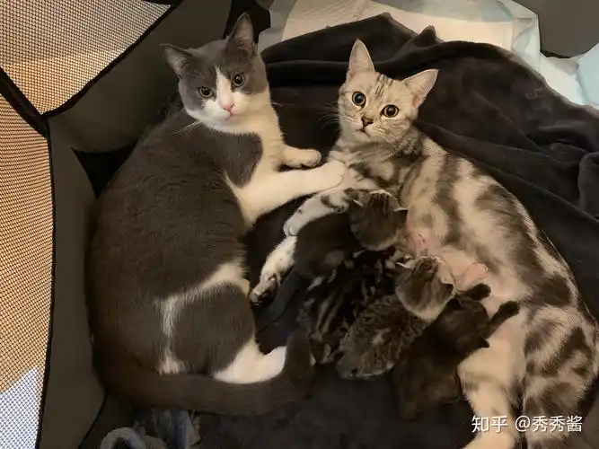 美短串英短的小猫容易长残么? - 知乎