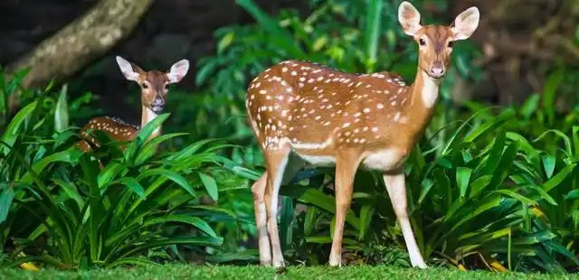 梅花鹿是一种长得非常漂亮的鹿类,它们身上有着梅花的斑点,性情较为