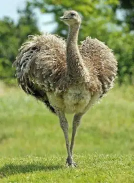 在生物学中对于鸟类的定义"恒温动物,卵生,全身披有羽毛,身体呈流线形