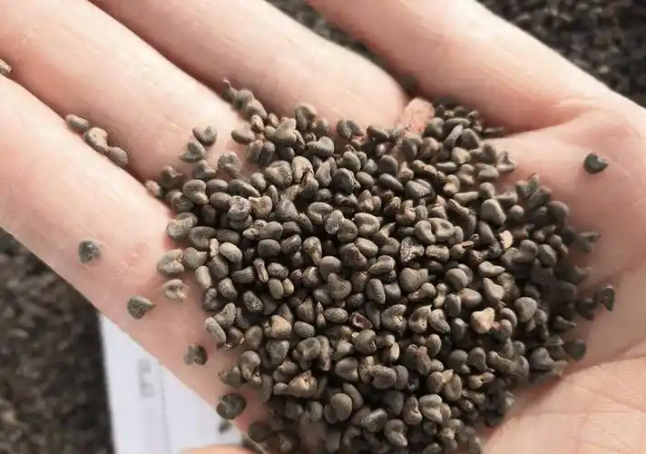 将苘麻采摘下来,它的果子并不能直接吃,一般能吃的部位是苘麻的种子