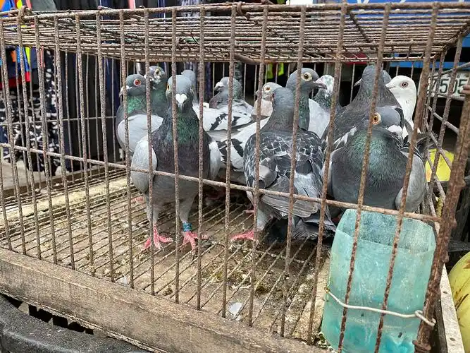 笼子里的鸽子图片下载