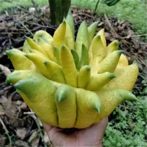 新鲜佛手果柑香橼鲜果食用西双版纳新奇稀有水果其它