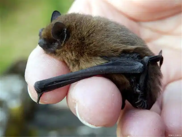 猎奇:类似于人类,母蝙蝠使用" baby talk"与幼崽进行交流