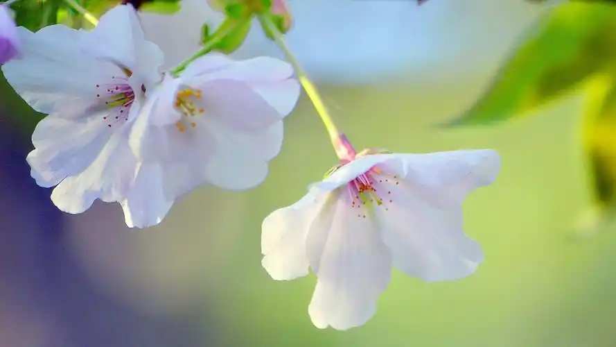 春天绿色桌面背景图片_花卉壁纸_墨鱼部落格