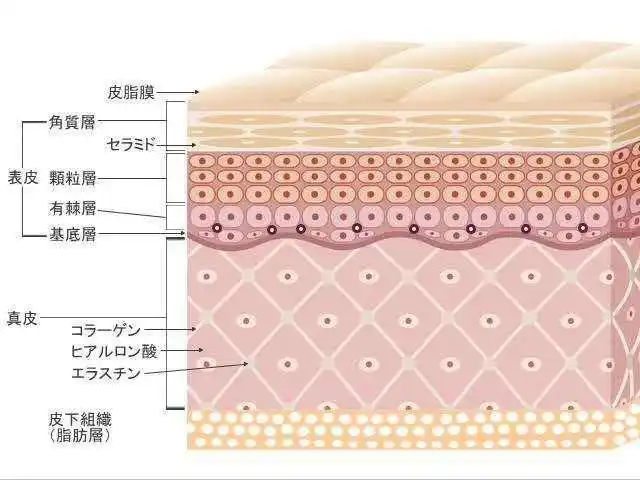 你知道皮脂膜对皮肤的重要性吗