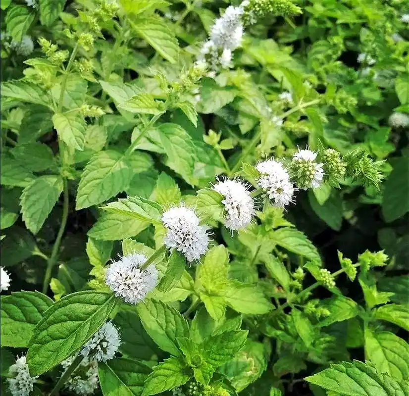 91 薄荷的神奇妙用与注意事项 91 薄荷,这种神奇的植物,不仅气味