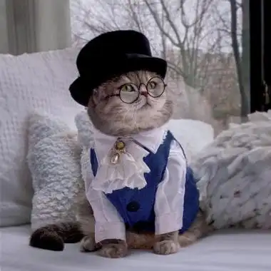 时尚穿衣服的土豪猫咪图片头像