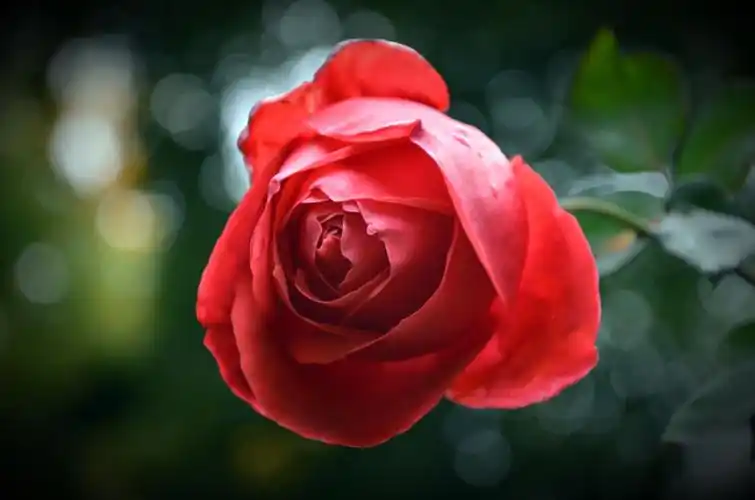 无意中走到玫瑰花园,大而壮实 鲜红 含苞待放 的玫瑰花,让我这个不爱