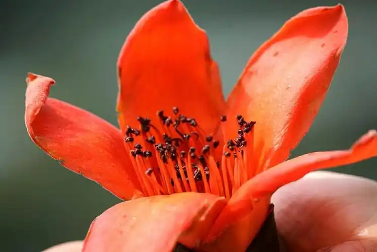 木棉花有五片强劲曲线的花瓣,包围一束绵密的黄色花蕊,层次分明,质感