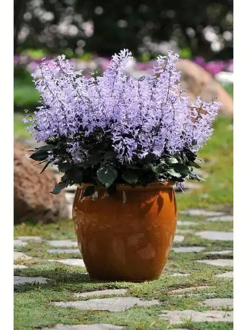 特丽莎香茶菜网图对比真实的yangzi