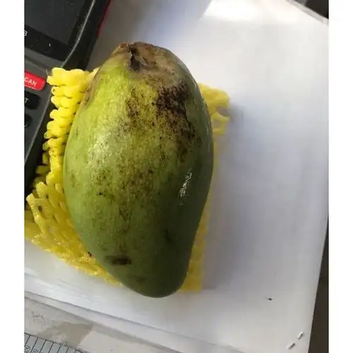 香甜玉芒果4斤 包邮【中华特色馆】商品评价 > 物流太慢了,坏了一个