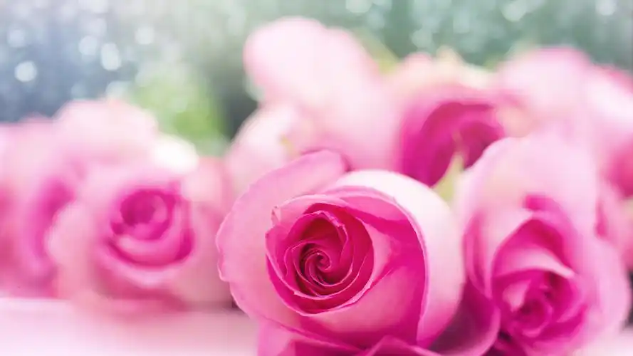 清新的粉色玫瑰花摄影高清宽屏壁纸