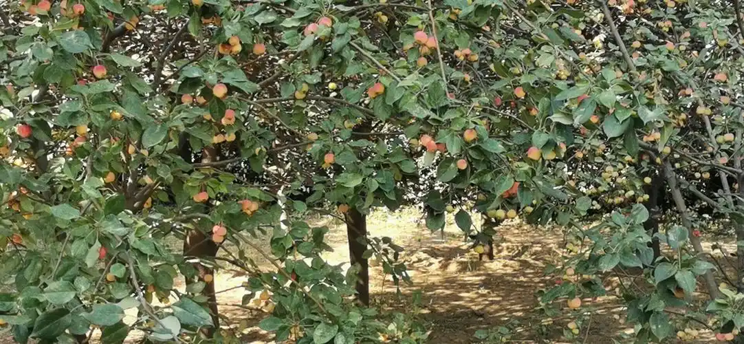 海棠果树上结满了海棠果