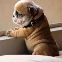 微信很火的狗头像逗比可爱狗狗头像